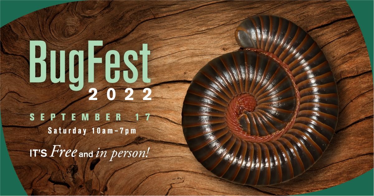 BugFest 2022